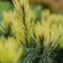 Pušis kalninė (Pinus mugo) 'Rositech'